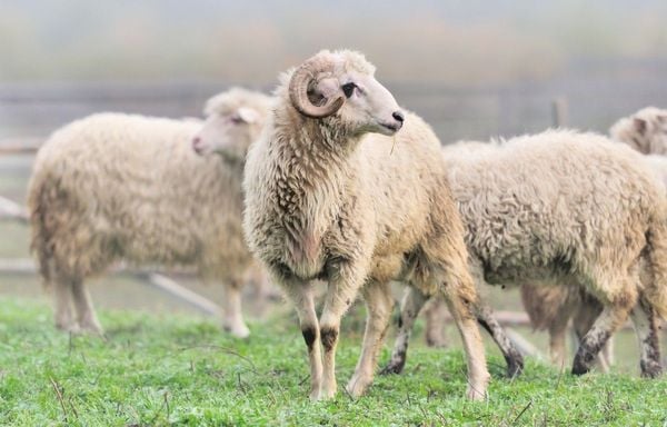 Merino