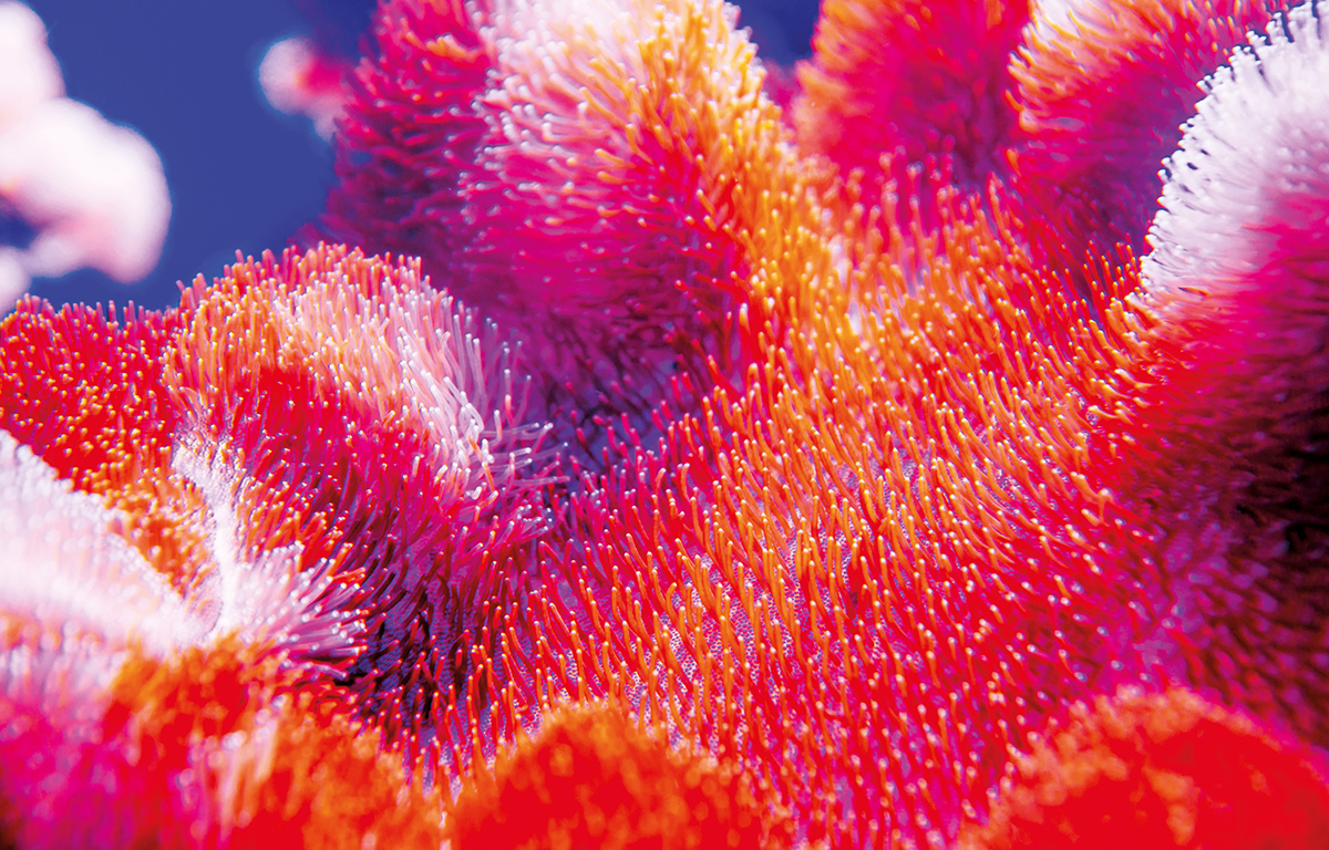 HUT.de - Trendfarbe Rot